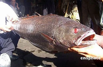 Một con cá sú vàng có giá 9,6 tỉ đồng ảnh 2 Một con cá sú vàng có giá 9,6 tỉ đồng ảnh 2