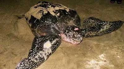Bắt được rùa lạ, nghi là loài rùa biển cực kỳ quý hiếm ảnh 6 Bắt được rùa lạ, nghi là loài rùa biển cực kỳ quý hiếm ảnh 6