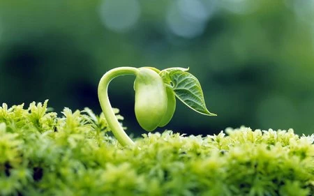 Đẹp ngỡ ngàng bộ sưu tập hình nền “mùa xuân” ảnh 9 Đẹp ngỡ ngàng bộ sưu tập hình nền “mùa xuân” ảnh 9