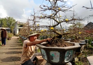 Trúng mùa mai tết, cả làng vui vẻ ảnh 1 Trúng mùa mai tết, cả làng vui vẻ ảnh 1