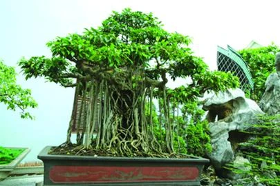 8 cây cảnh Việt Nam giá triệu đô ảnh 5