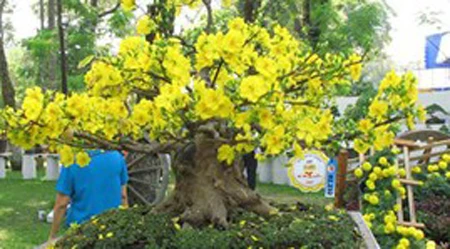 Thừa Thiên-Huế: Khai mạc Hội hoa xuân Quý Tỵ ảnh 1