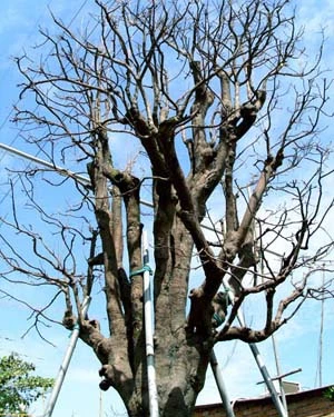 Những cây mai tiền tỷ của lão nông Sài Gòn ảnh 7 Những cây mai tiền tỷ của lão nông Sài Gòn ảnh 7