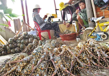 Thủy triều đỏ khiến tôm hùm chết hàng loạt ảnh 1 Thủy triều đỏ khiến tôm hùm chết hàng loạt ảnh 1