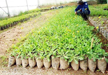 Ươm hoa dại phủ kín khu đồi Đà Lạt ảnh 2 Ươm hoa dại phủ kín khu đồi Đà Lạt ảnh 2