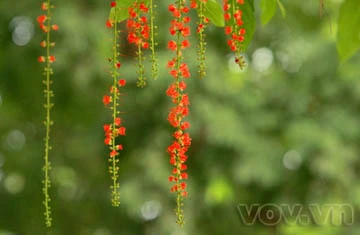 Lộc vừng già hồ Gươm lại trổ hoa ảnh 10 Lộc vừng già hồ Gươm lại trổ hoa ảnh 10