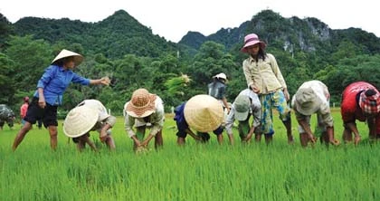 Phải có chủ thật sự trên từng mảnh đất, thửa ruộng ảnh 1 Phải có chủ thật sự trên từng mảnh đất, thửa ruộng ảnh 1