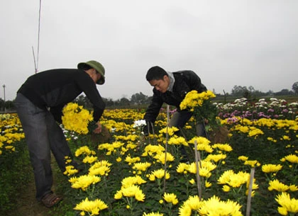 Người trồng hoa Tết khóc vì mất mùa ảnh 9 Người trồng hoa Tết khóc vì mất mùa ảnh 9