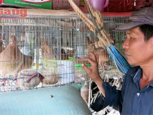 Làm giàu với nghề nuôi bồ câu cảnh ảnh 1