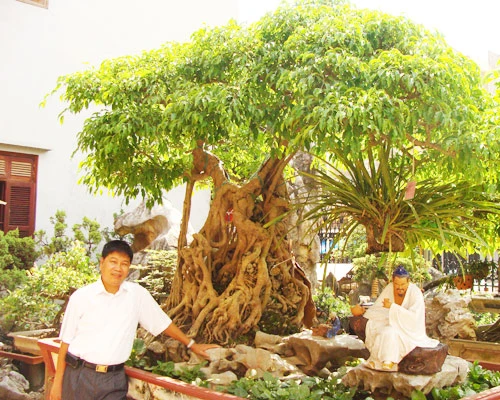 8 cây cảnh Việt Nam giá triệu đô ảnh 3