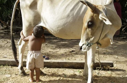 Mẹ đi làm xa, bé trai sống nhờ bú… bò cái ảnh 1 Mẹ đi làm xa, bé trai sống nhờ bú… bò cái ảnh 1