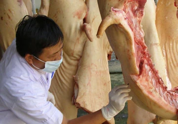 Heo bơm nước dễ lây nhiễm dịch bệnh ảnh 1