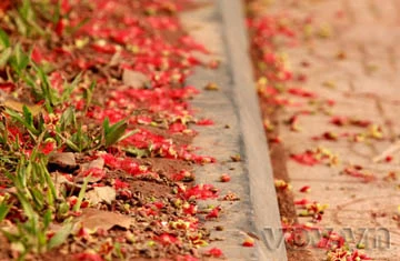 Lộc vừng già hồ Gươm lại trổ hoa ảnh 6 Lộc vừng già hồ Gươm lại trổ hoa ảnh 6