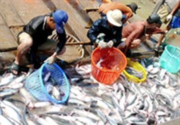 Nếu bị áp thuế, cá tra Việt Nam sẽ ở mức giá 8 USD/kg ảnh 1
