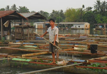 Cá chết hàng loạt chưa rõ nguyên nhân ảnh 1 Cá chết hàng loạt chưa rõ nguyên nhân ảnh 1