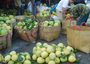 Vĩnh Long: bưởi năm roi khan hiếm ảnh 1 Vĩnh Long: bưởi năm roi khan hiếm ảnh 1