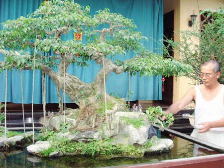 8 cây cảnh Việt Nam giá triệu đô ảnh 10