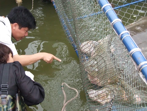 Cận cảnh chăm sóc Rùa trong bể nhân tạo ảnh 2