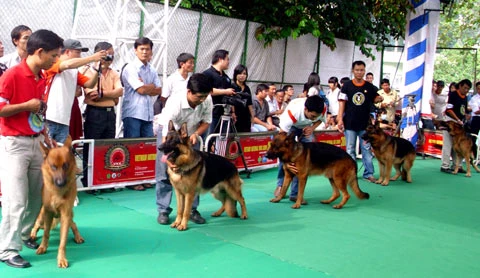 Thi "hoa hậu chó" ảnh 12 Thi "hoa hậu chó" ảnh 12