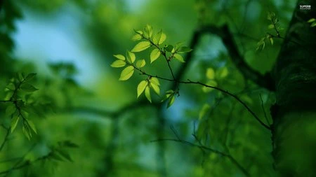 Đẹp ngỡ ngàng bộ sưu tập hình nền “mùa xuân” ảnh 4 Đẹp ngỡ ngàng bộ sưu tập hình nền “mùa xuân” ảnh 4