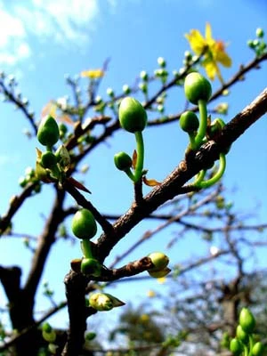 Những cây mai tiền tỷ của lão nông Sài Gòn ảnh 4 Những cây mai tiền tỷ của lão nông Sài Gòn ảnh 4