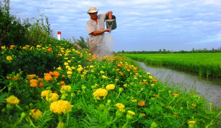 Miệt Hậu Giang: Những nẻo đường xuân ảnh 3 Miệt Hậu Giang: Những nẻo đường xuân ảnh 3
