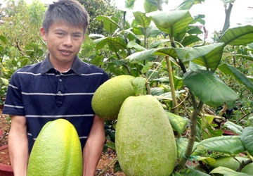 Trái chanh nặng 3,5 kg ảnh 1 Trái chanh nặng 3,5 kg ảnh 1