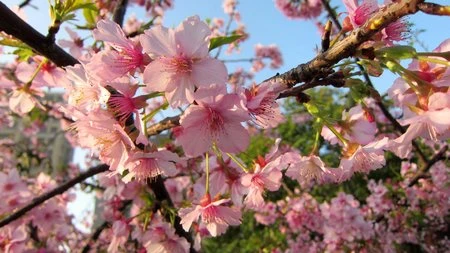 Đẹp ngỡ ngàng bộ sưu tập hình nền “mùa xuân” ảnh 5 Đẹp ngỡ ngàng bộ sưu tập hình nền “mùa xuân” ảnh 5