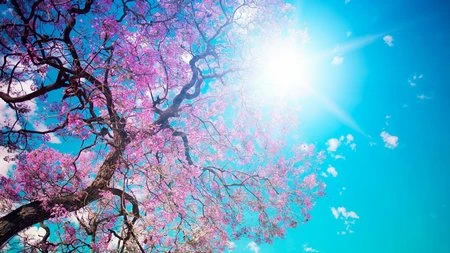 Đẹp ngỡ ngàng bộ sưu tập hình nền “mùa xuân” ảnh 1 Đẹp ngỡ ngàng bộ sưu tập hình nền “mùa xuân” ảnh 1