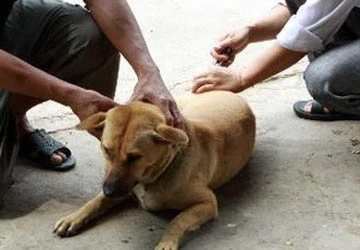 Yên Bái: Bùng phát bệnh dại tại huyện Văn Chấn ảnh 1 Yên Bái: Bùng phát bệnh dại tại huyện Văn Chấn ảnh 1