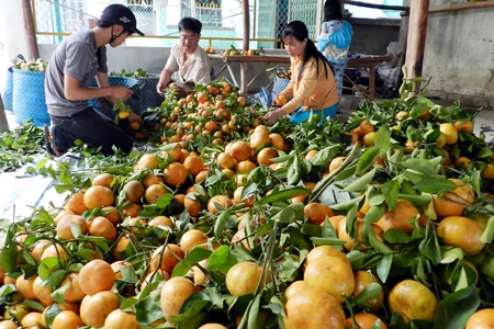 Quýt hồng núi Cấm trúng giá, nhà vườn ăn tết lớn ảnh 10