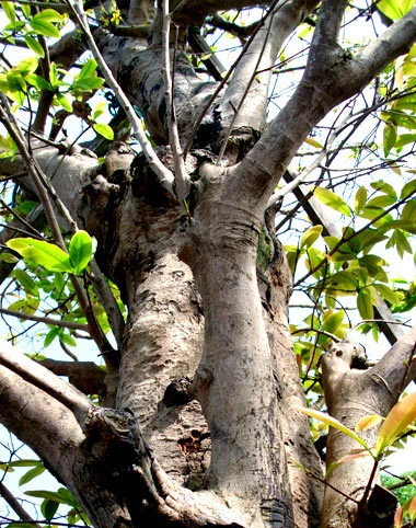 Những cây mai tiền tỷ của lão nông Sài Gòn ảnh 3 Những cây mai tiền tỷ của lão nông Sài Gòn ảnh 3