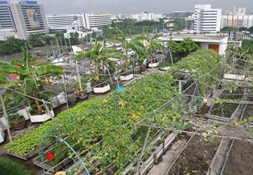 Rau sạch trên sân thượng ở Bangkok ảnh 1 Rau sạch trên sân thượng ở Bangkok ảnh 1