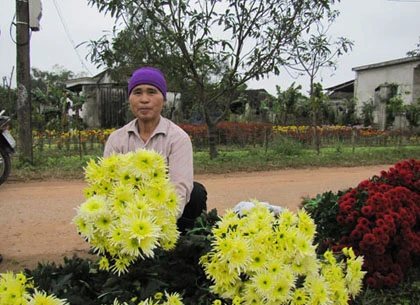 Người trồng hoa Tết khóc vì mất mùa ảnh 10 Người trồng hoa Tết khóc vì mất mùa ảnh 10