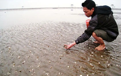 Nuôi ngao ngày cận Tết, đi tong tiền tỷ ảnh 1 Nuôi ngao ngày cận Tết, đi tong tiền tỷ ảnh 1