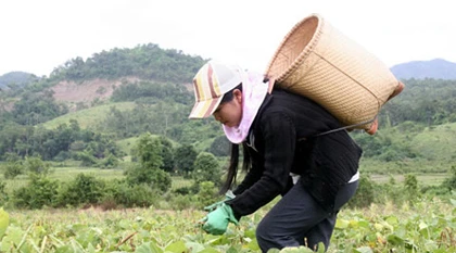 Nữ sinh nghèo người dân tộc Chu Ru đậu thủ khoa ĐH ảnh 2 Nữ sinh nghèo người dân tộc Chu Ru đậu thủ khoa ĐH ảnh 2