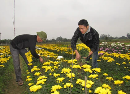Người trồng hoa Tết khóc vì mất mùa ảnh 2 Người trồng hoa Tết khóc vì mất mùa ảnh 2