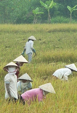 Hai Lúa ế vợ ảnh 2