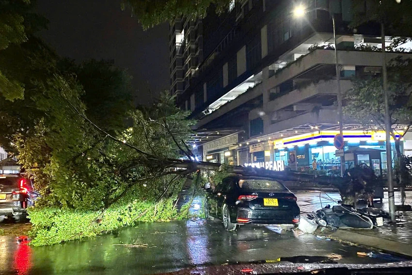 Cây bàng bật gốc giữa mưa lớn, đè trúng ô tô và xe máy ở quận Bình Thạnh