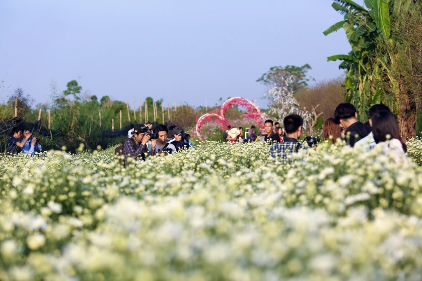 Thiếu nữ Hà thành 'đọ sắc' cùng hoa cúc họa mi ảnh 1 Thiếu nữ Hà thành 'đọ sắc' cùng hoa cúc họa mi ảnh 1