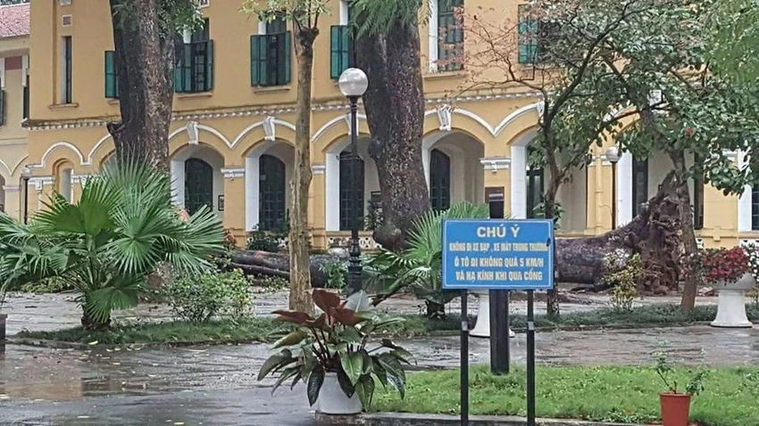 Cây xà cừ đổ tại trường.