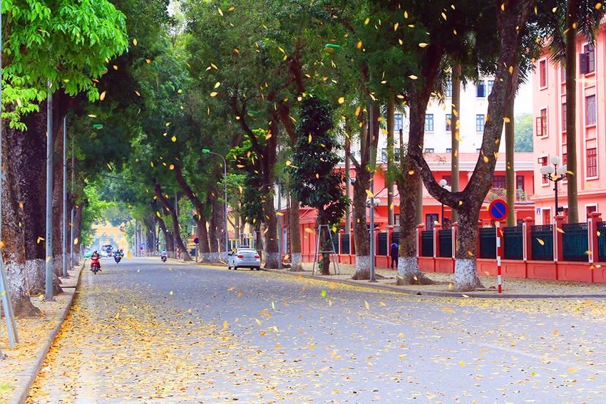 Hà Nội: Say đắm với mùa lá rụng ảnh 2 Hà Nội: Say đắm với mùa lá rụng ảnh 2
