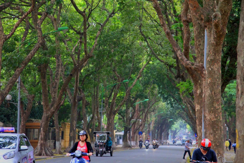 Hà Nội: Say đắm với mùa lá rụng ảnh 1 Hà Nội: Say đắm với mùa lá rụng ảnh 1