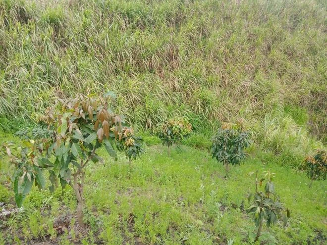 Khu vực nơi phát hiện thi thể của em V. Ảnh: PHI HÙNG Khu vực nơi phát hiện thi thể của em V. Ảnh: PHI HÙNG