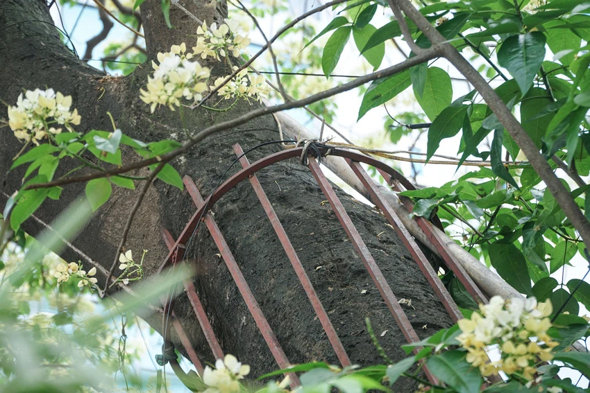 Thân cây cũng được "mặc áo giáp sắt" kiên cố. Thân cây cũng được "mặc áo giáp sắt" kiên cố.