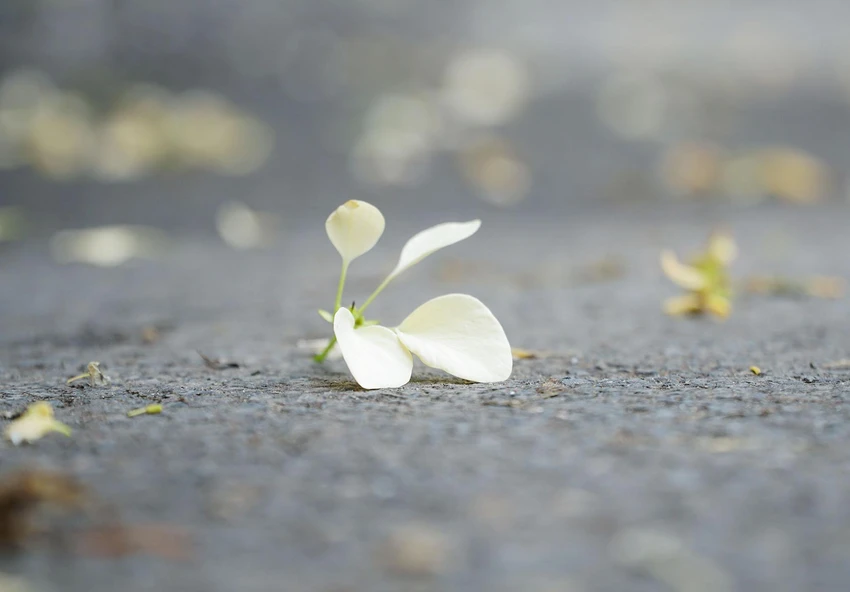 Cũng có người cho rằng, sở dĩ gọi tên là bún vì ngày xưa khi đói kém người dân hay cúng lễ, trong đó có bún rồi mang ra gốc cây này để cho những người ăn mày khắp nơi tới ăn. Cũng có người cho rằng, sở dĩ gọi tên là bún vì ngày xưa khi đói kém người dân hay cúng lễ, trong đó có bún rồi mang ra gốc cây này để cho những người ăn mày khắp nơi tới ăn.
