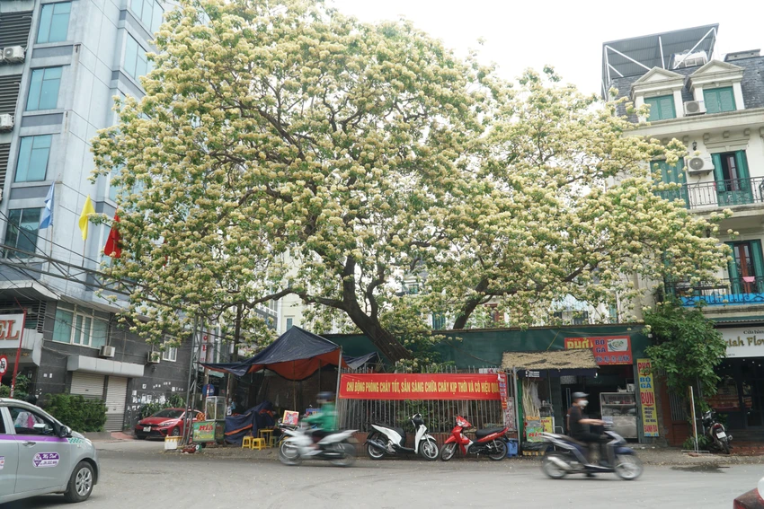 Người dân cho biết, ở đây từng có 2 cây bún, một cây do nằm trong quy hoạch xây dựng của một công ty nên họ đã phá đi. Cây bún hiện tại, do nằm trên vỉa hè nên vẫn được giữ lại. Người dân cho biết, ở đây từng có 2 cây bún, một cây do nằm trong quy hoạch xây dựng của một công ty nên họ đã phá đi. Cây bún hiện tại, do nằm trên vỉa hè nên vẫn được giữ lại.