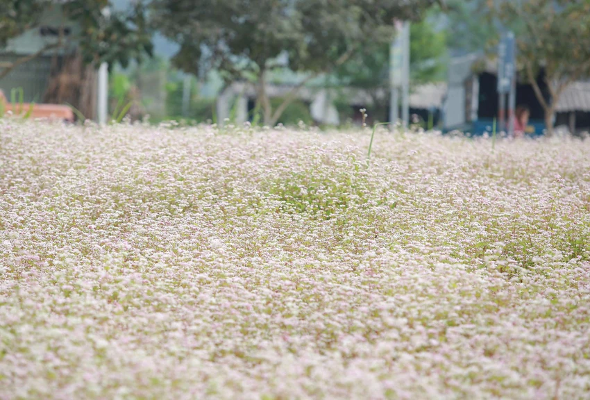 "Tôi không ngờ đến đây mùa này lại có thể bắt gặp được cánh đồng hoa tam giác mạch bạt ngàn như thế này. Tôi đã có rất nhiều bức ảnh đẹp ở đây" - chị Thy tâm sự. "Tôi không ngờ đến đây mùa này lại có thể bắt gặp được cánh đồng hoa tam giác mạch bạt ngàn như thế này. Tôi đã có rất nhiều bức ảnh đẹp ở đây" - chị Thy tâm sự.