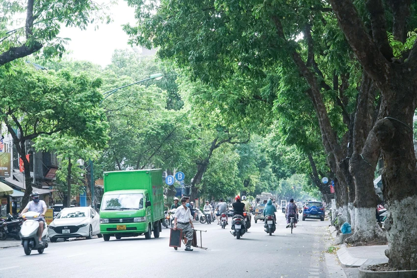 Cây sấu cổ thụ trên tuyến đường ở Hà Nội như Phan Đình Phùng, Trần Phú, Trần Hưng Đạo... đang sai trĩu quả. Cây sấu cổ thụ trên tuyến đường ở Hà Nội như Phan Đình Phùng, Trần Phú, Trần Hưng Đạo... đang sai trĩu quả.