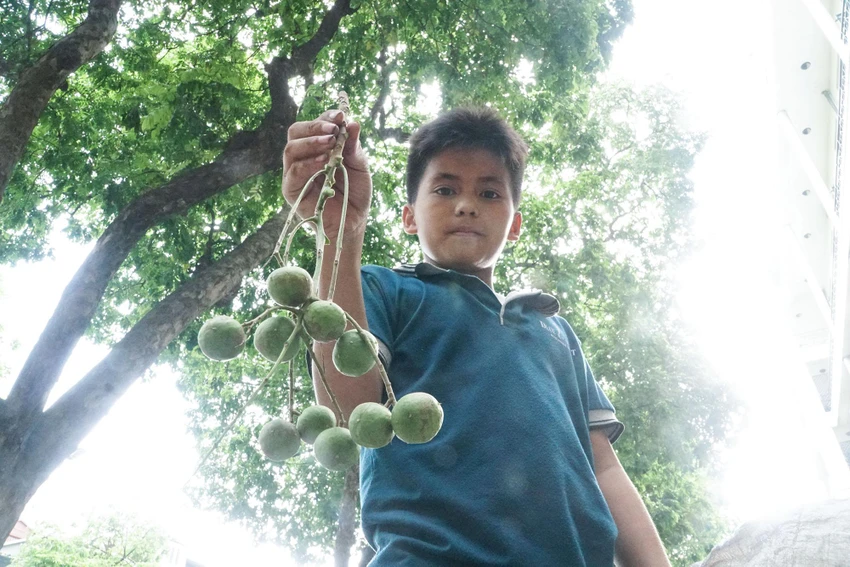 Em Huy, quê ở Thanh Hóa đã có hơn 4 năm theo cha thu hoạch sấu, công việc của hai cha con bắt đầu từ đầu tháng 6. Em Huy, quê ở Thanh Hóa đã có hơn 4 năm theo cha thu hoạch sấu, công việc của hai cha con bắt đầu từ đầu tháng 6.